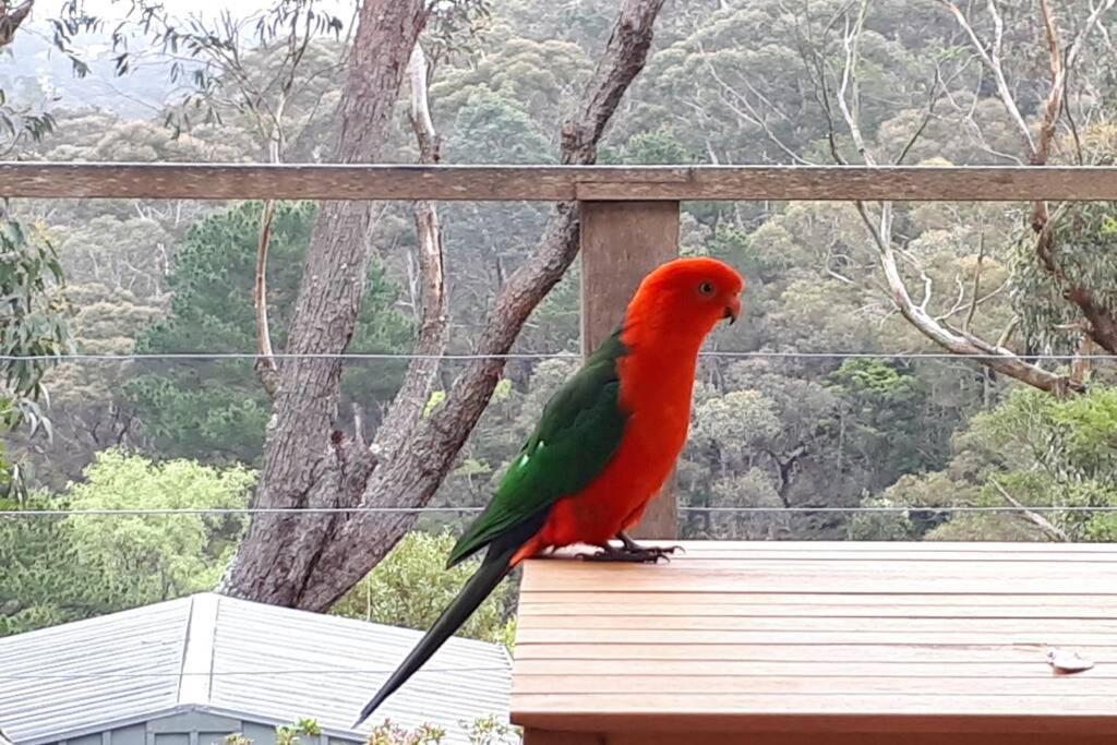 Katoomba Falls Cottage Bagian luar foto