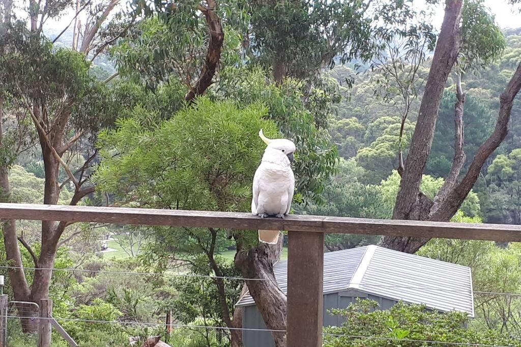 Katoomba Falls Cottage Bagian luar foto